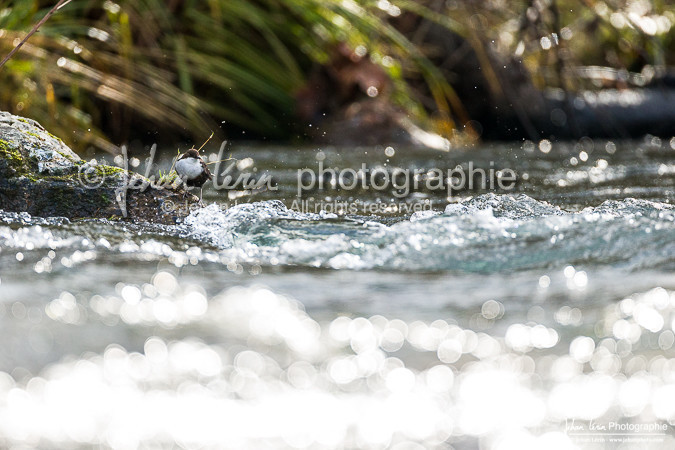 Cincle Plongeur - White-throated dipper  : Cinclus Cinclus
