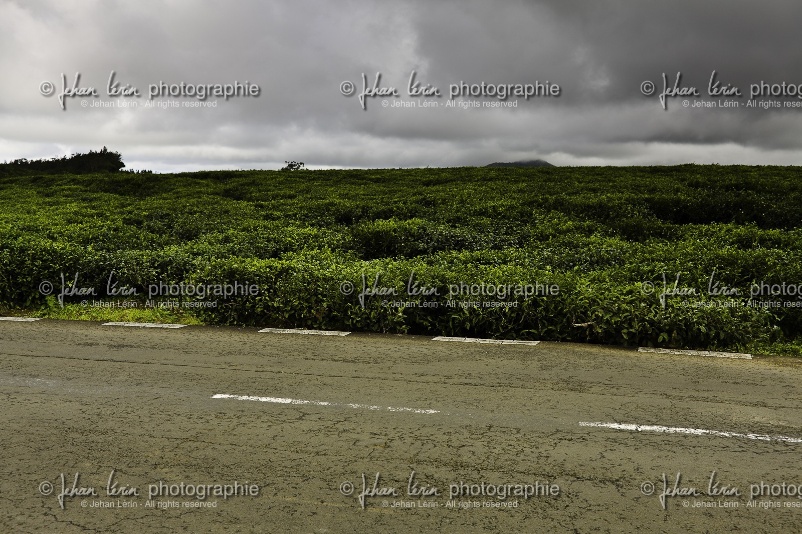 ile-maurice_aout-2009-4068.jpg
