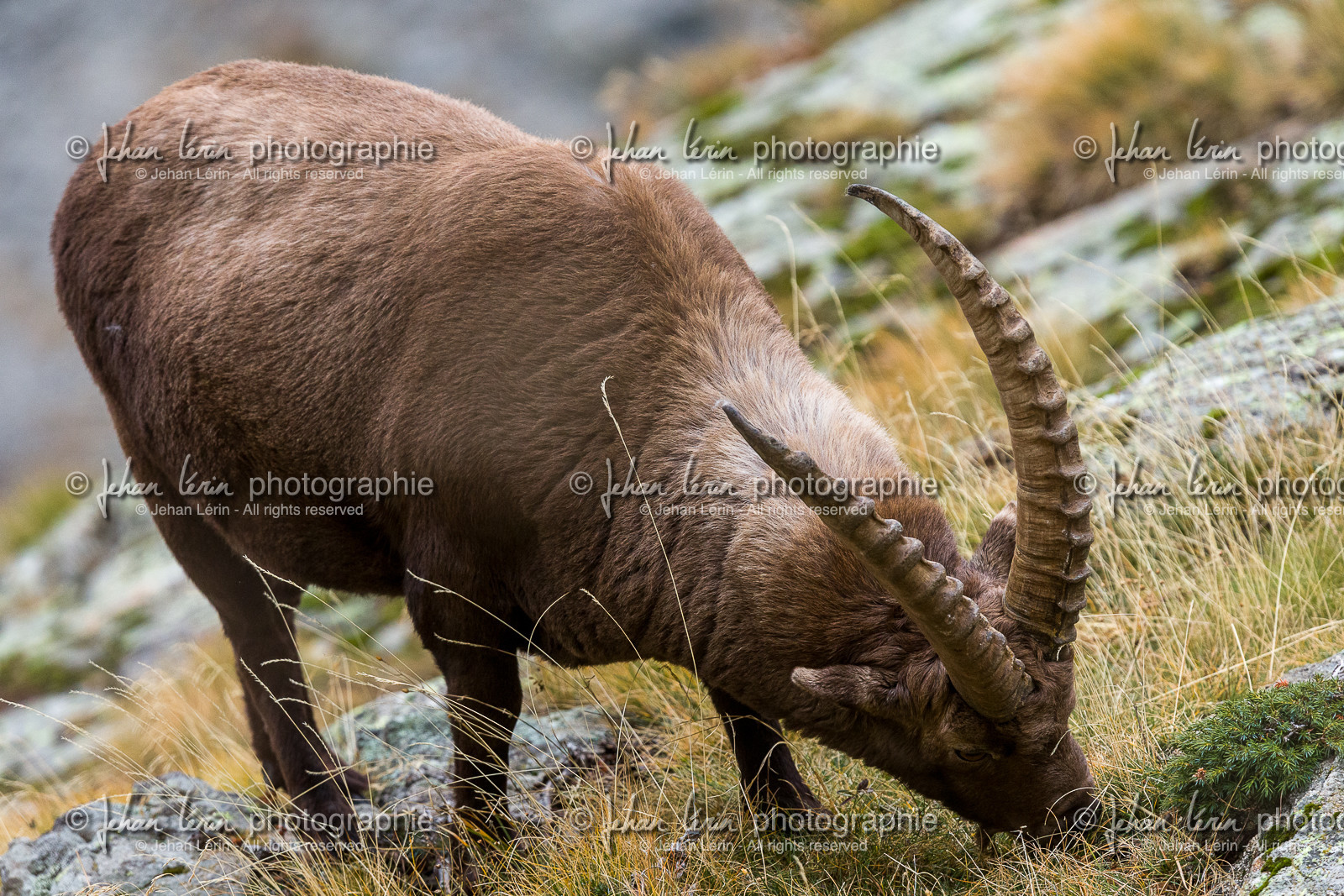 la-gordolasque_jehan-lerin_jl_1dx_11-11-2021-0014.jpg