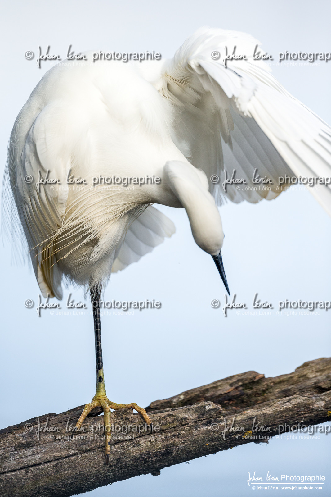 Aigrette Garzette - Little Egret