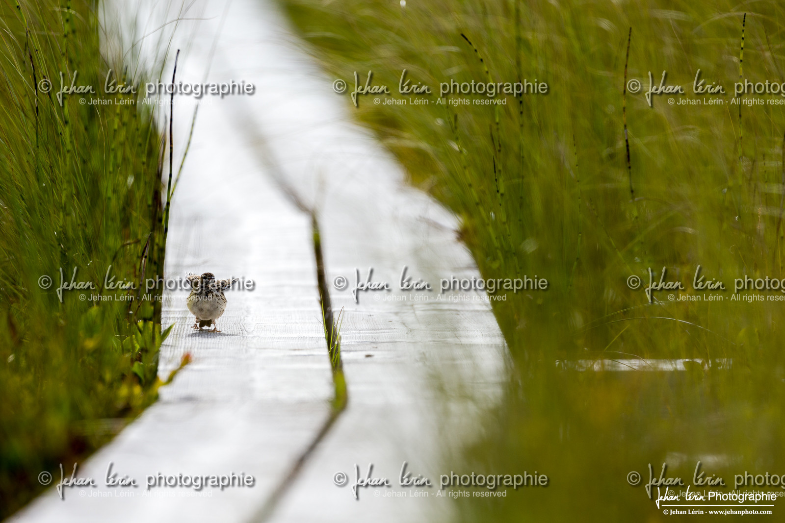 Pipit Farlouse - Meadow Pipit : Anthus pratensis