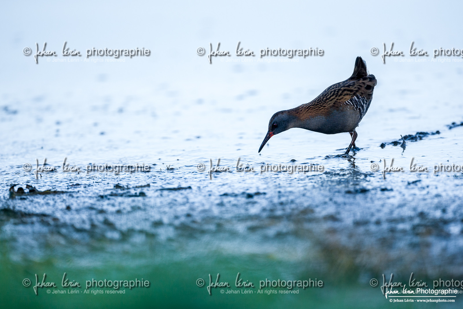 Râle d'eau - Water Rail