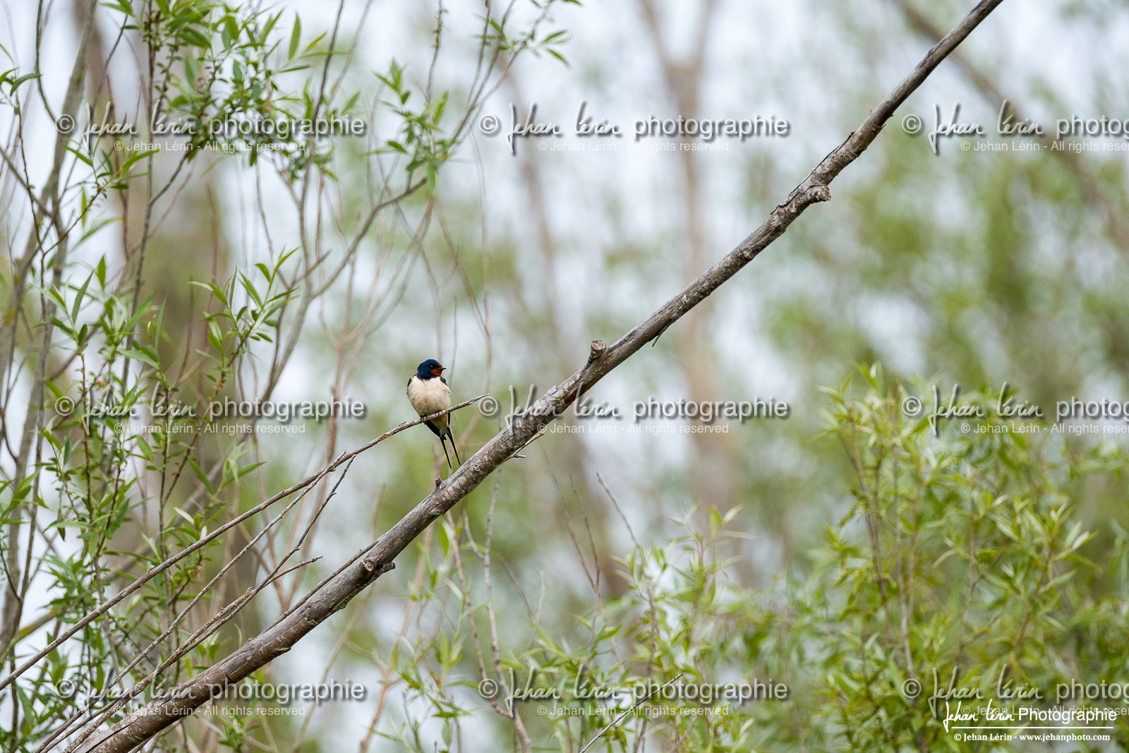 Hirondelle Rustique, Barn Swallow