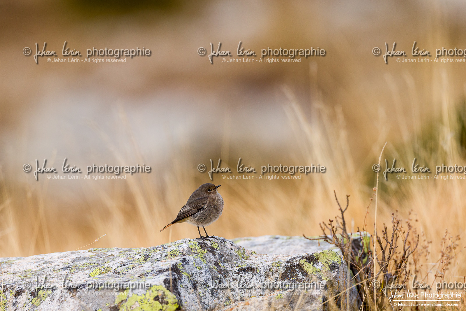 Rougequeue Noir - Black Redstart