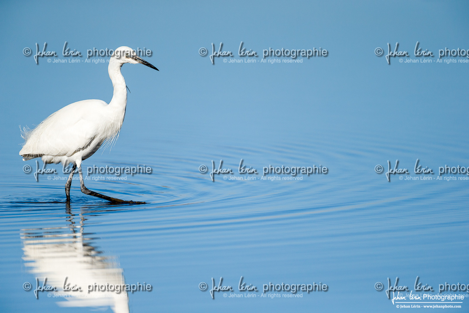 Grande Aigrette - Great Egret