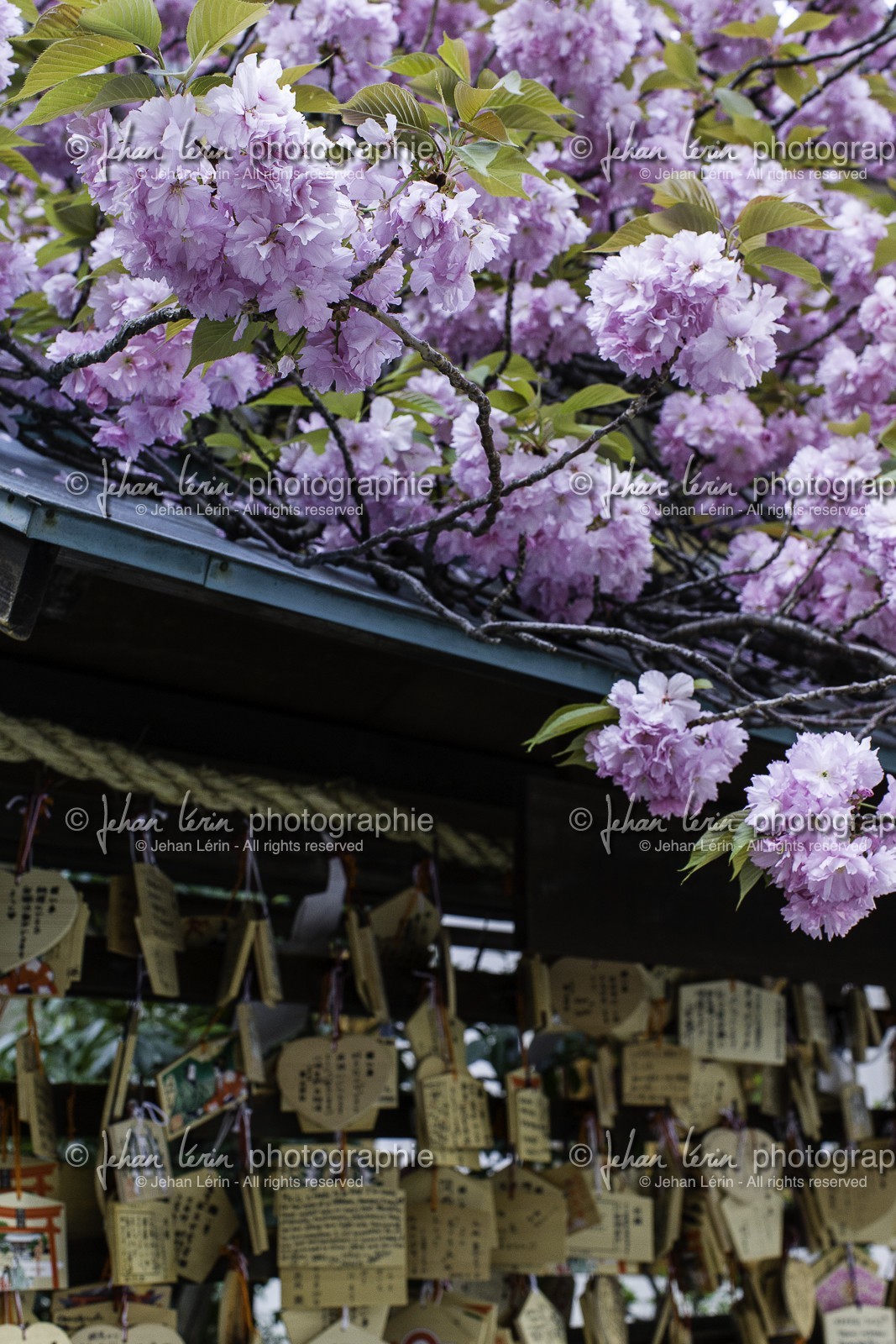 ohatsu-tenjin-sanctuary_osaka_japon_jl_1dx_14-04-2014-4789.jpg