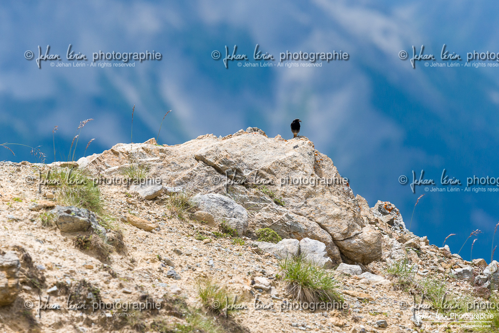 Rougequeue Noir - Black Redstart