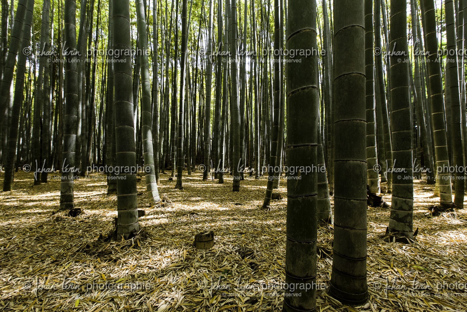 bambouseraie_arashiyama_kyoto_japon_jl_5d3_10-05-2014-1676.jpg