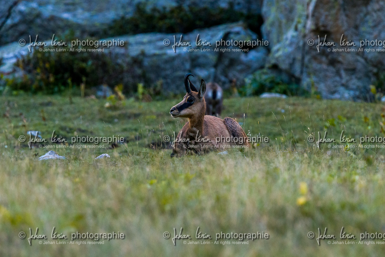 chamois_refuge-de-nice-lac-autier_jl_1dx_12-08-2017-0041.jpg