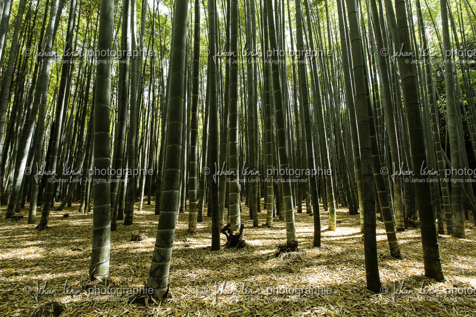 bambouseraie_arashiyama_kyoto_japon_jl_5d3_10-05-2014-1677.jpg