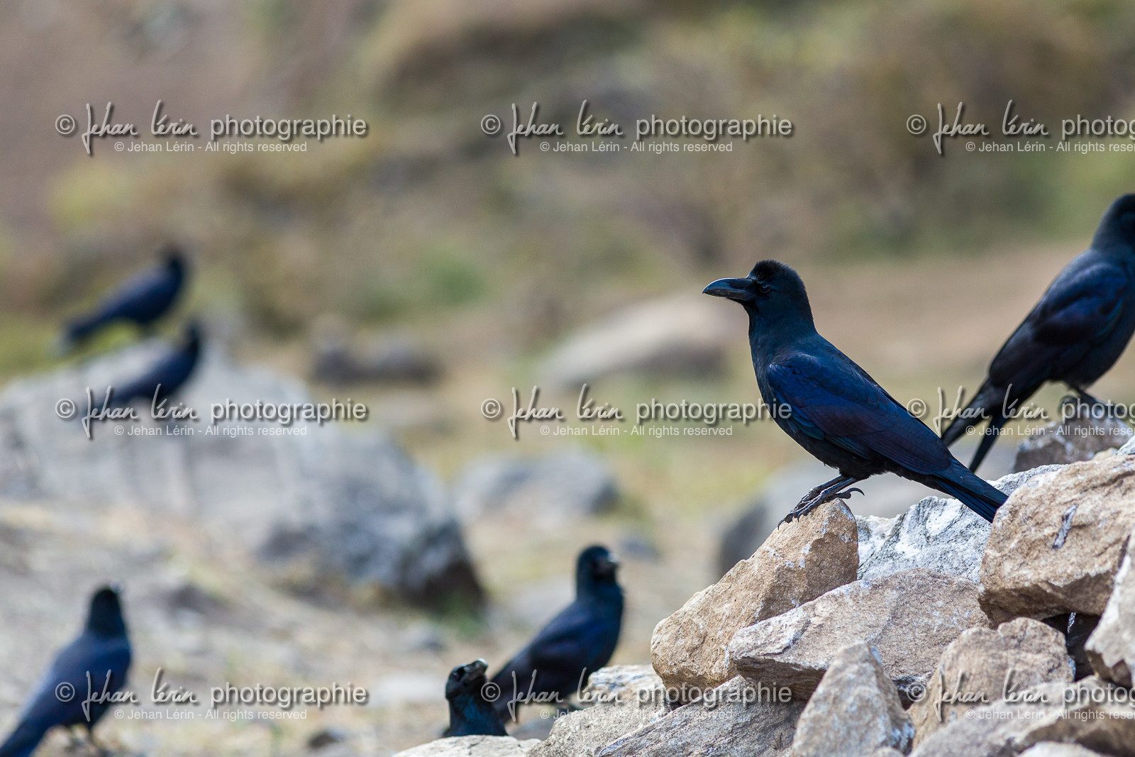 Grand Corbeau - Raven