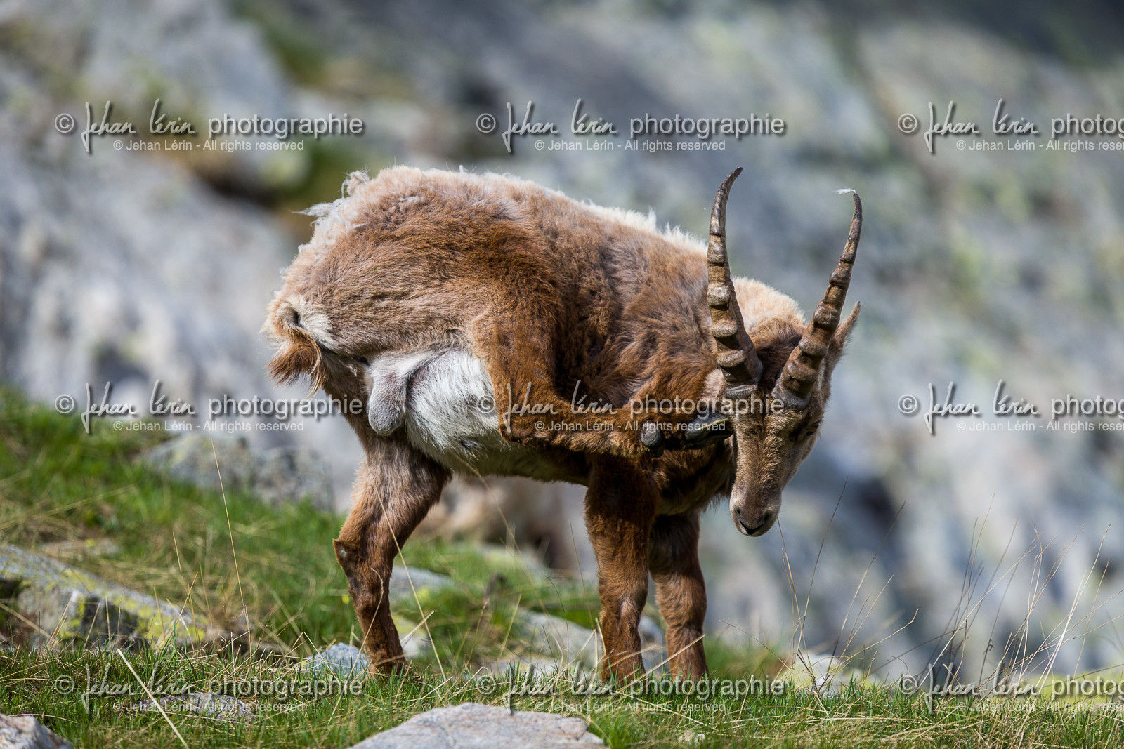 bouquetin_madone-de-fenestre_jl_1dx_06-06-2017-0086.jpg