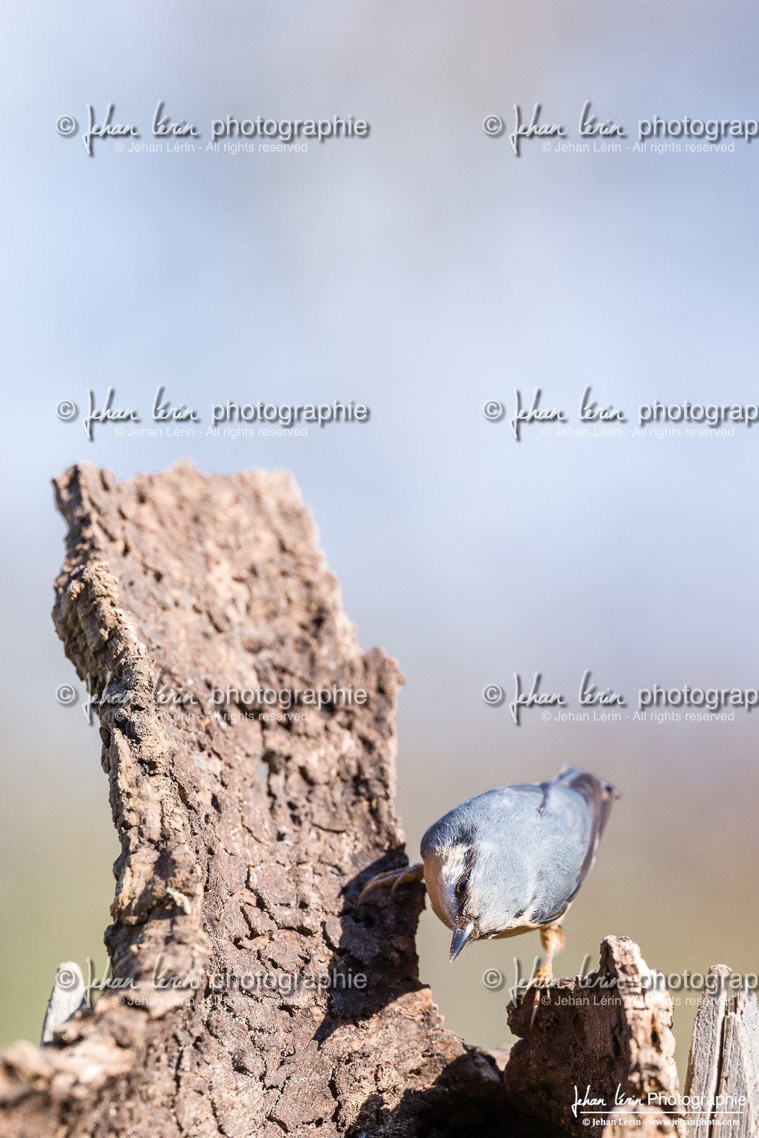 Sittelle Torchepot - Eurasian Nuthatch