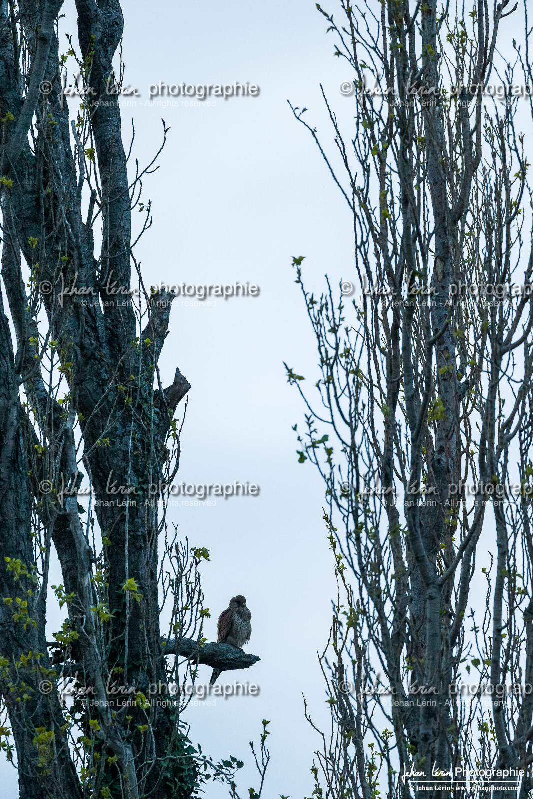 Faucon Crécerelle - Kestrel : Falco tinnunculus