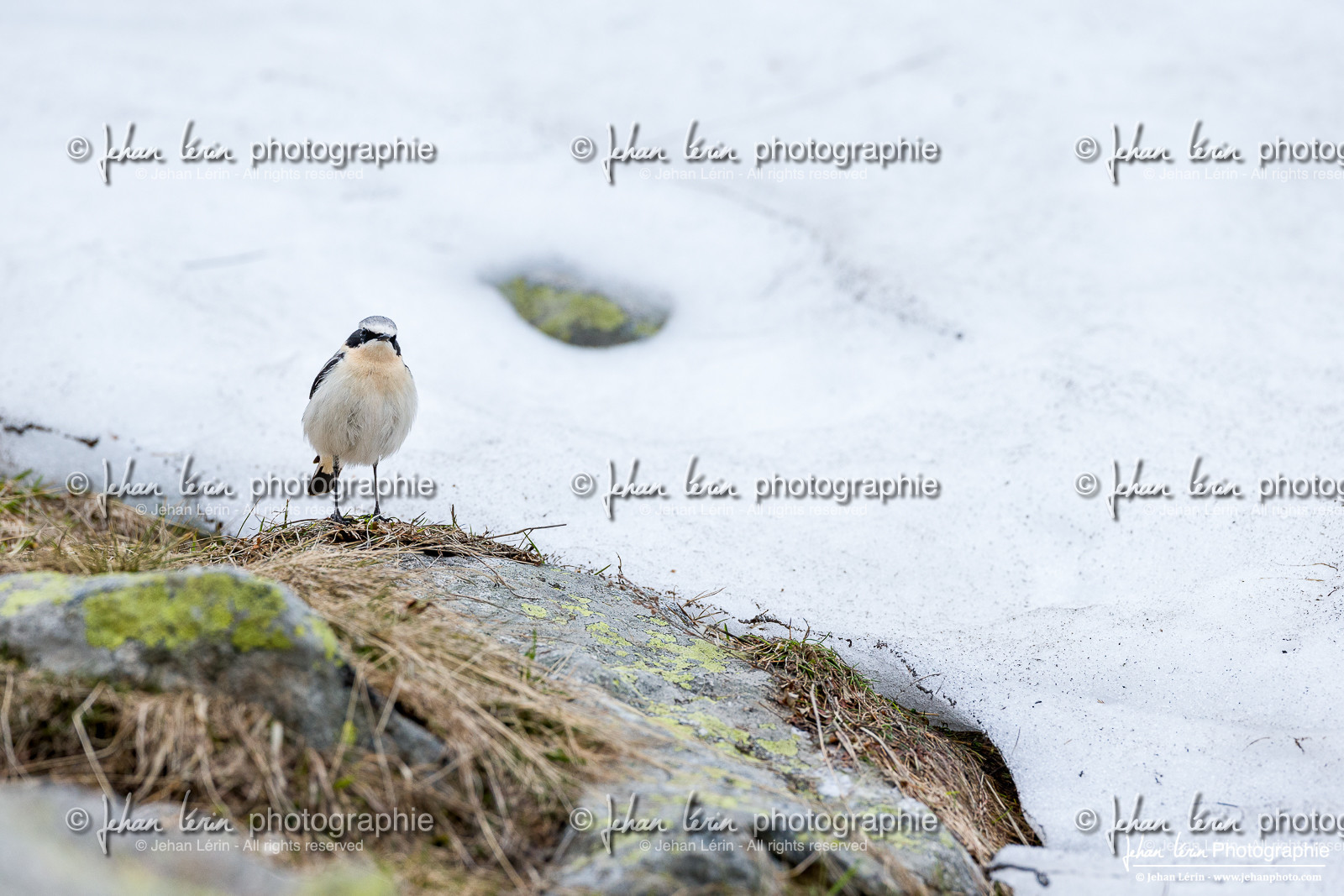 Traquet Motteux - Northern Wheatear