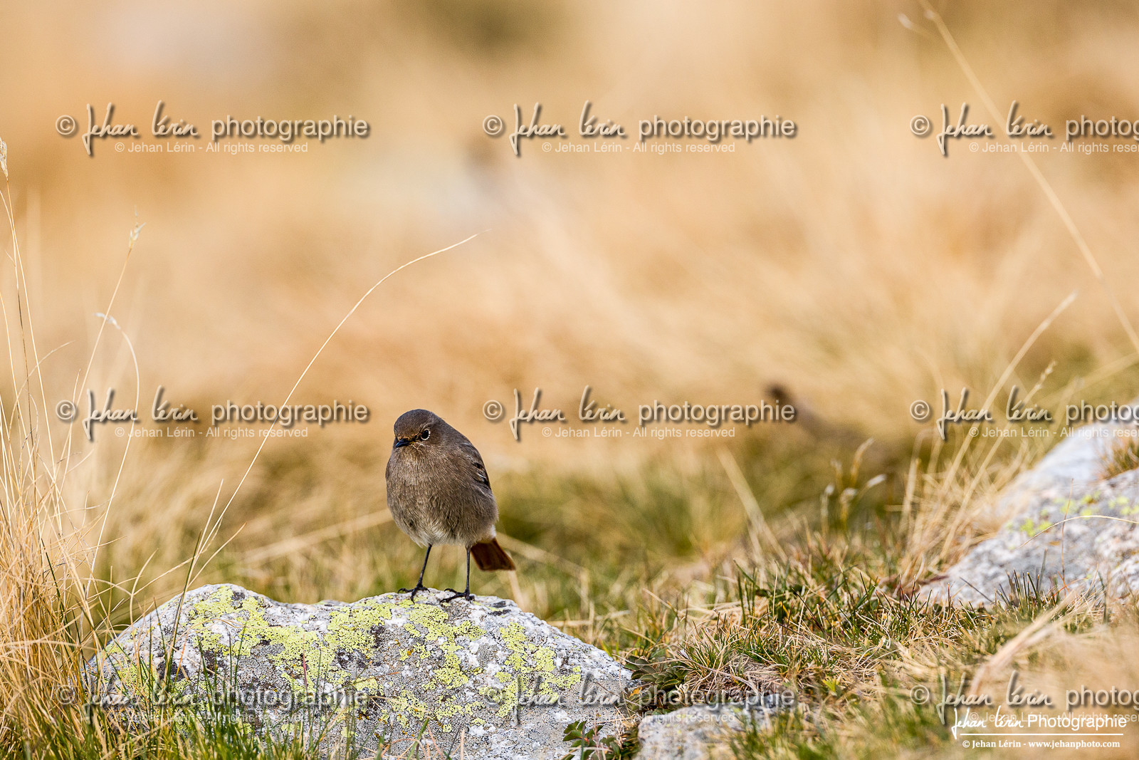 Rougequeue Noir - Black Redstart