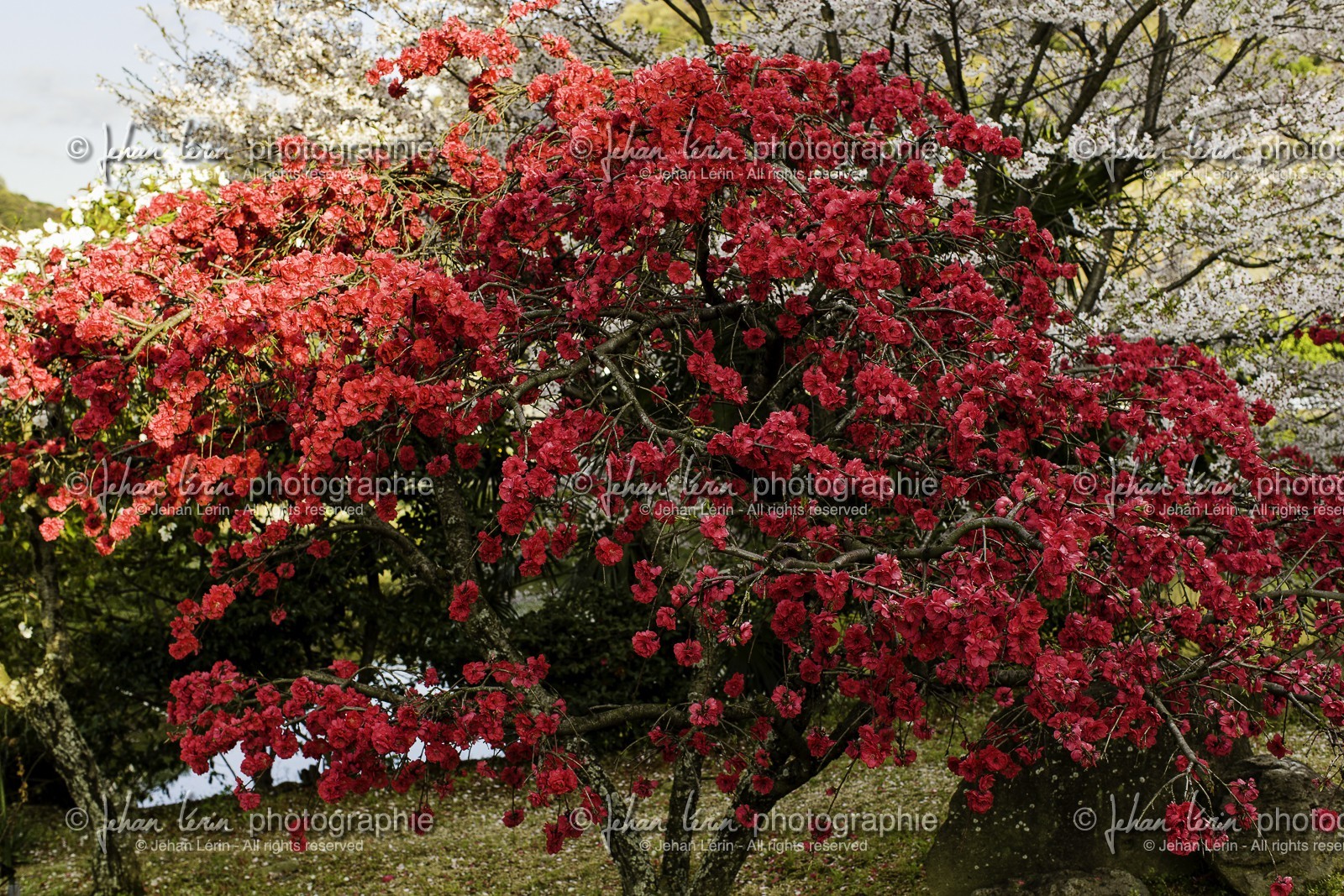 shusshakaji_temple-73_shikoku_japon_06-04_2014-4112.jpg