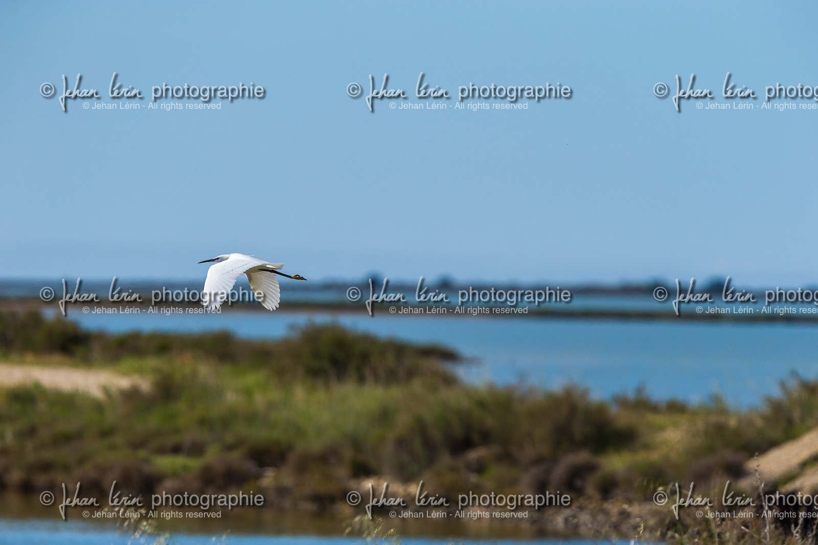 aigrette-garzette_stes-maries-de-la-mer_camargue_jl_1dx_06-05-2021-0111.jpg