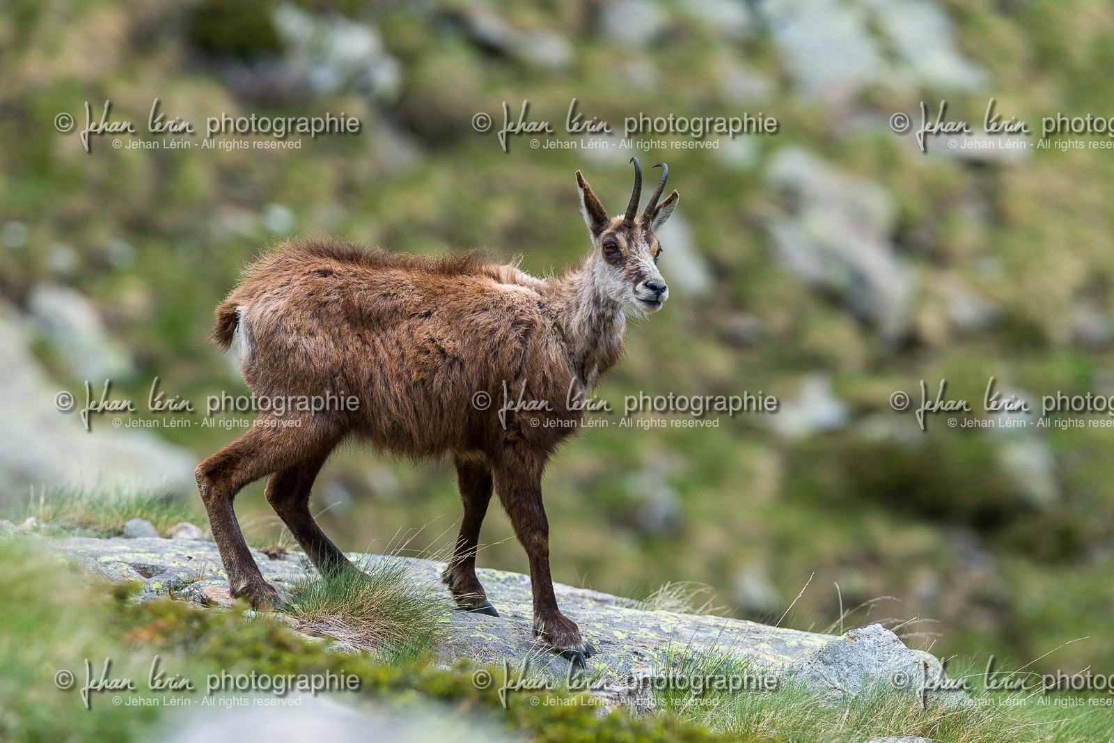 chamois_la-gordolasque_mercantour_jl_1dx_20-05-2020-0256.jpg