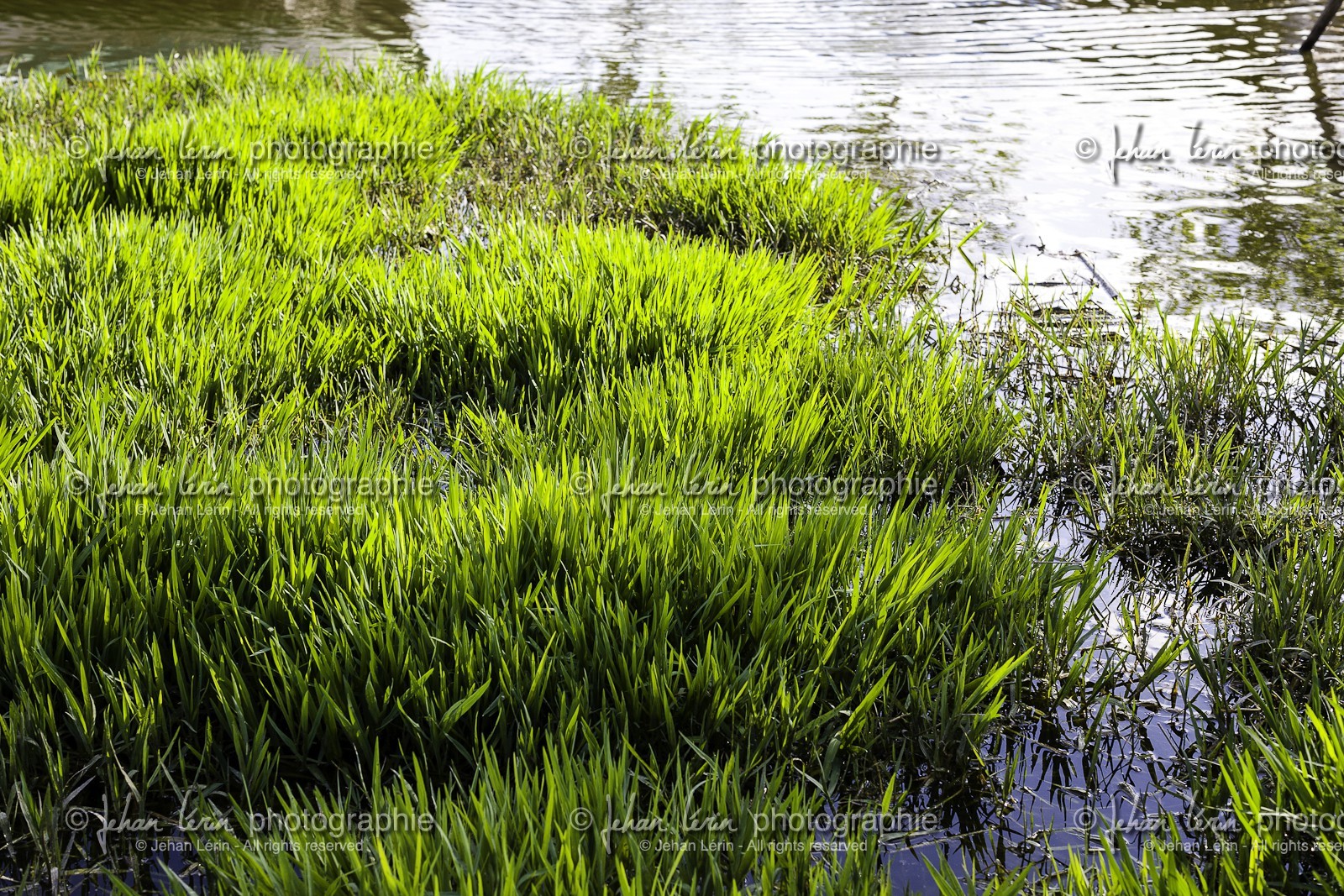 puerto-el-saler_el-saler_comunidad-de-valencia_08-05-2012-0019.jpg