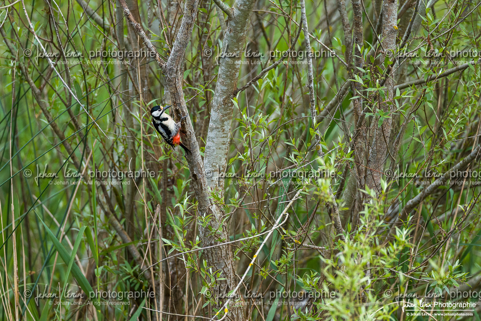 Pic Épeiche - Great Spotted Woodpecker
