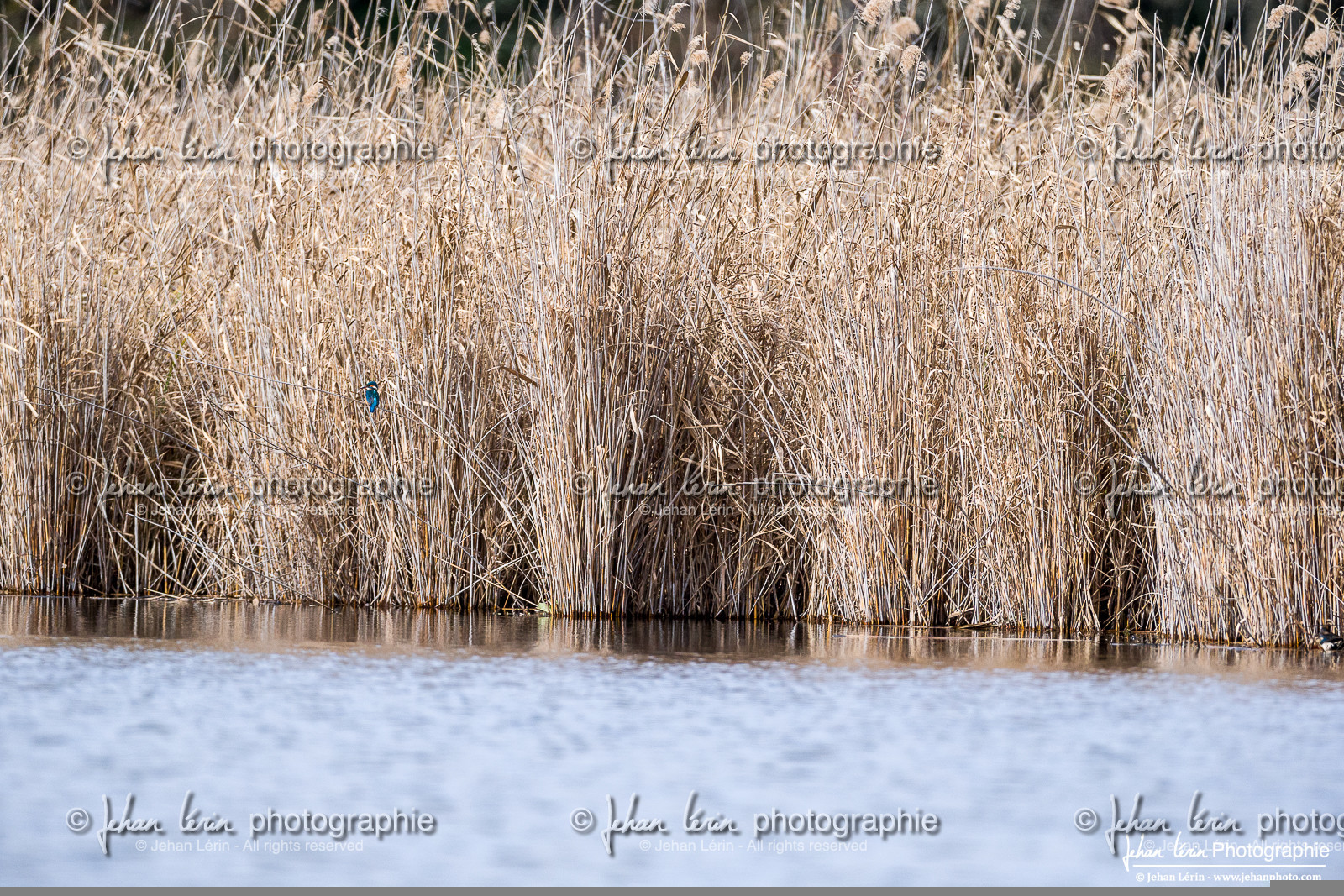 Martin-Pêcheur - Common Kingfisher
