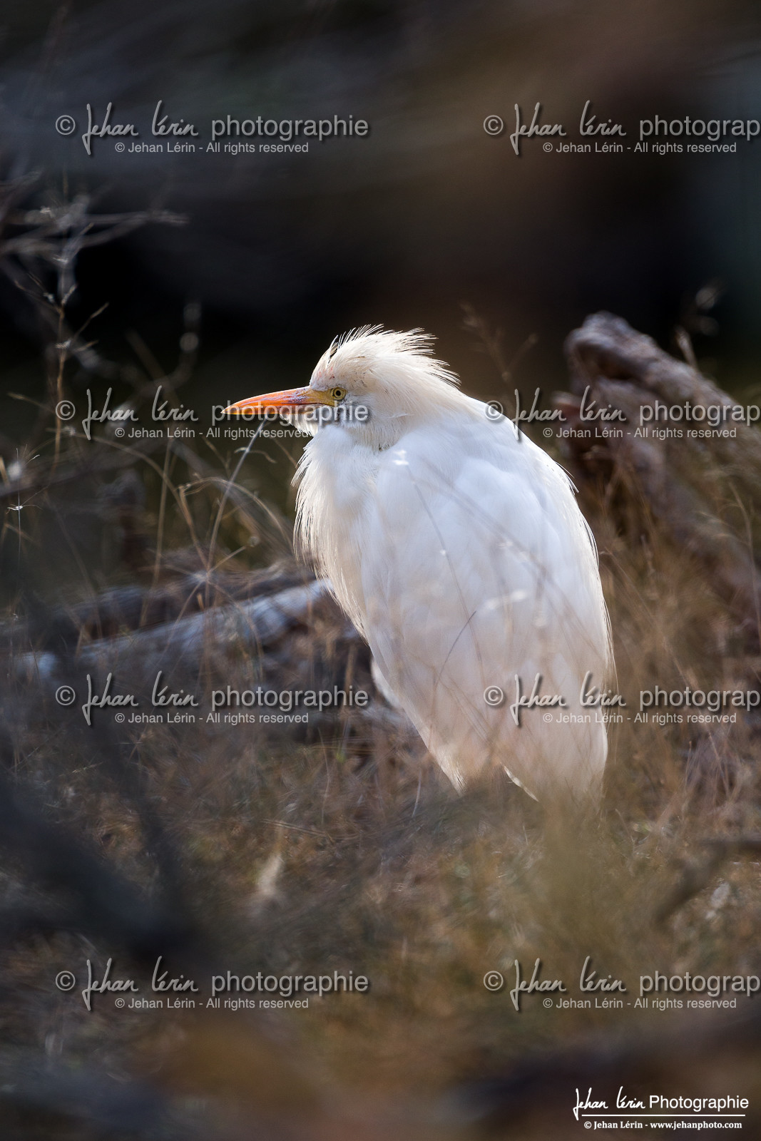 Héron gardeboeufs - Cattle Egret