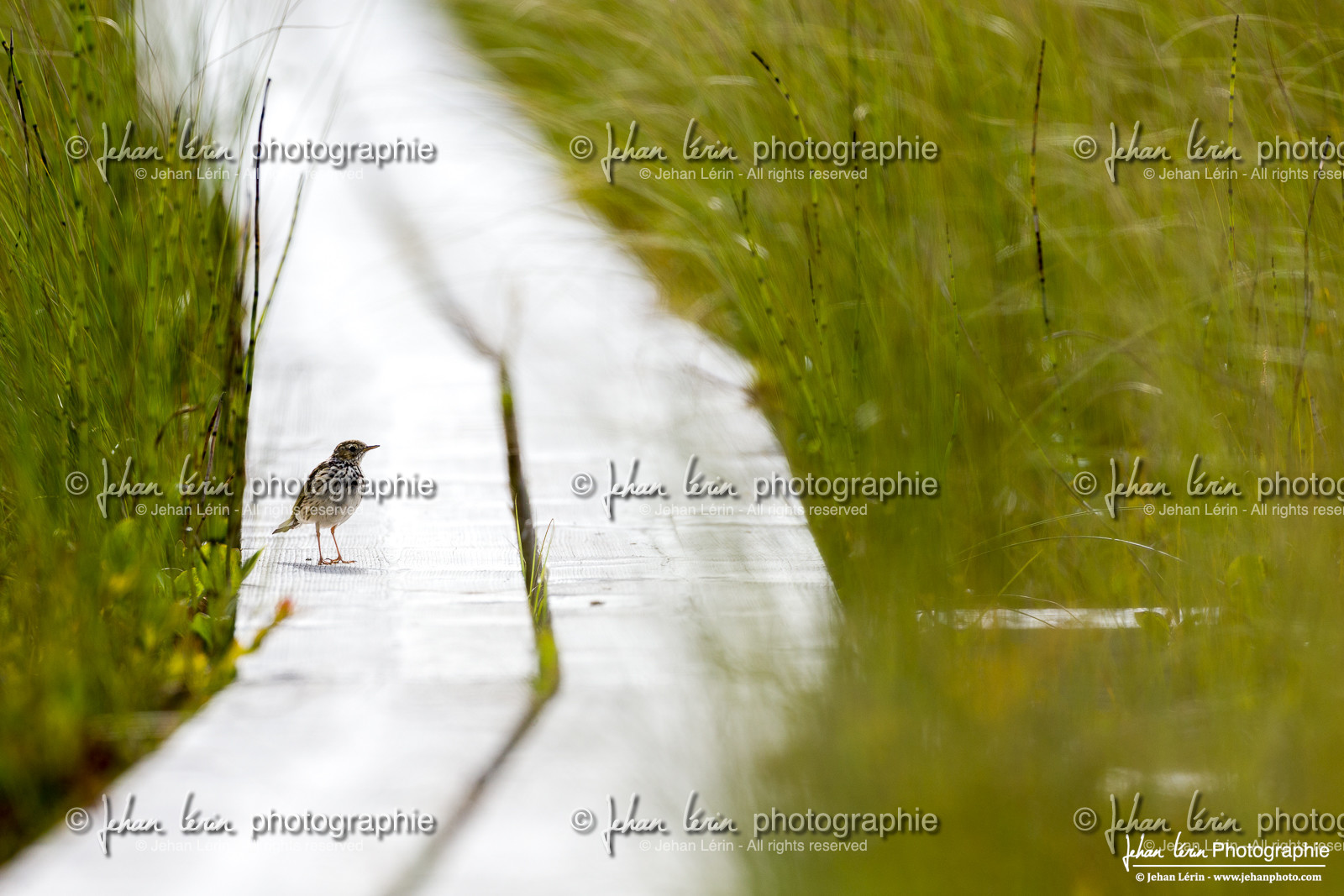 Pipit Farlouse - Meadow Pipit : Anthus pratensis