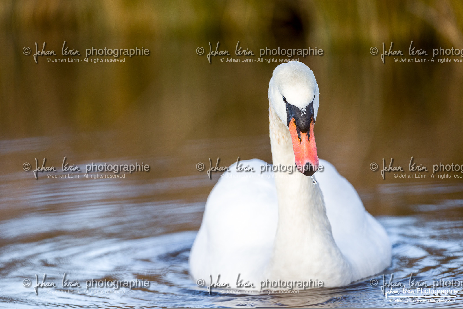 Cygne Tuberculé - Mute Swan