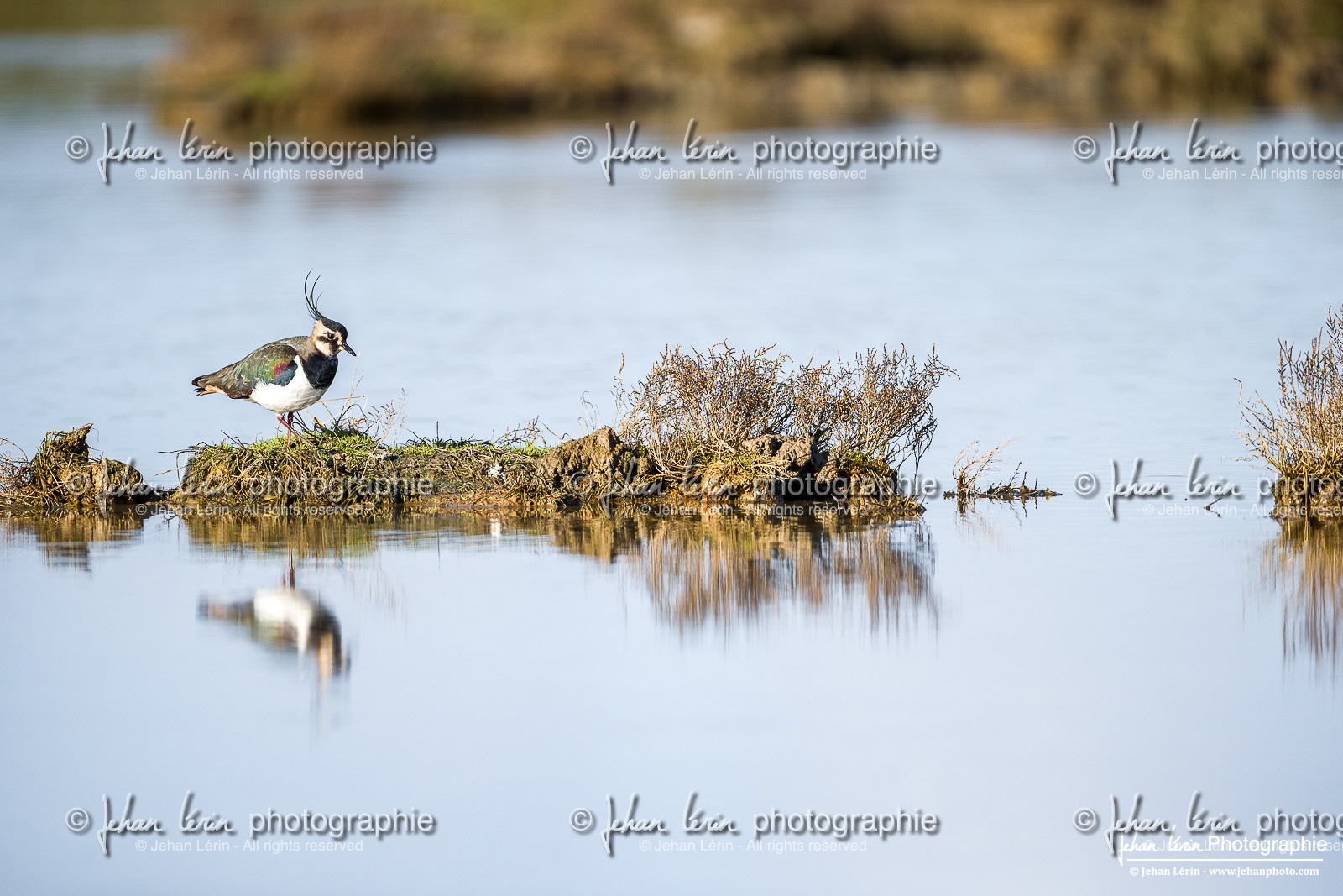 Vanneau Huppé - Northern Lapwing