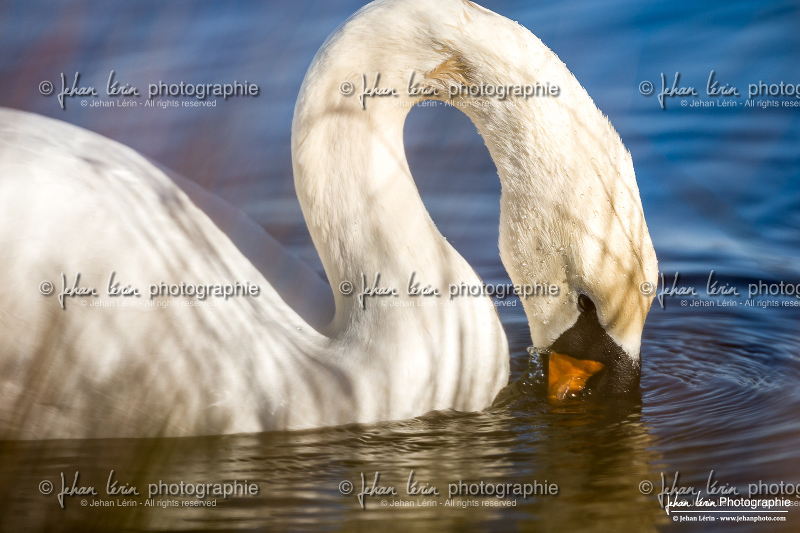 Cygne Tuberculé - Mute Swan