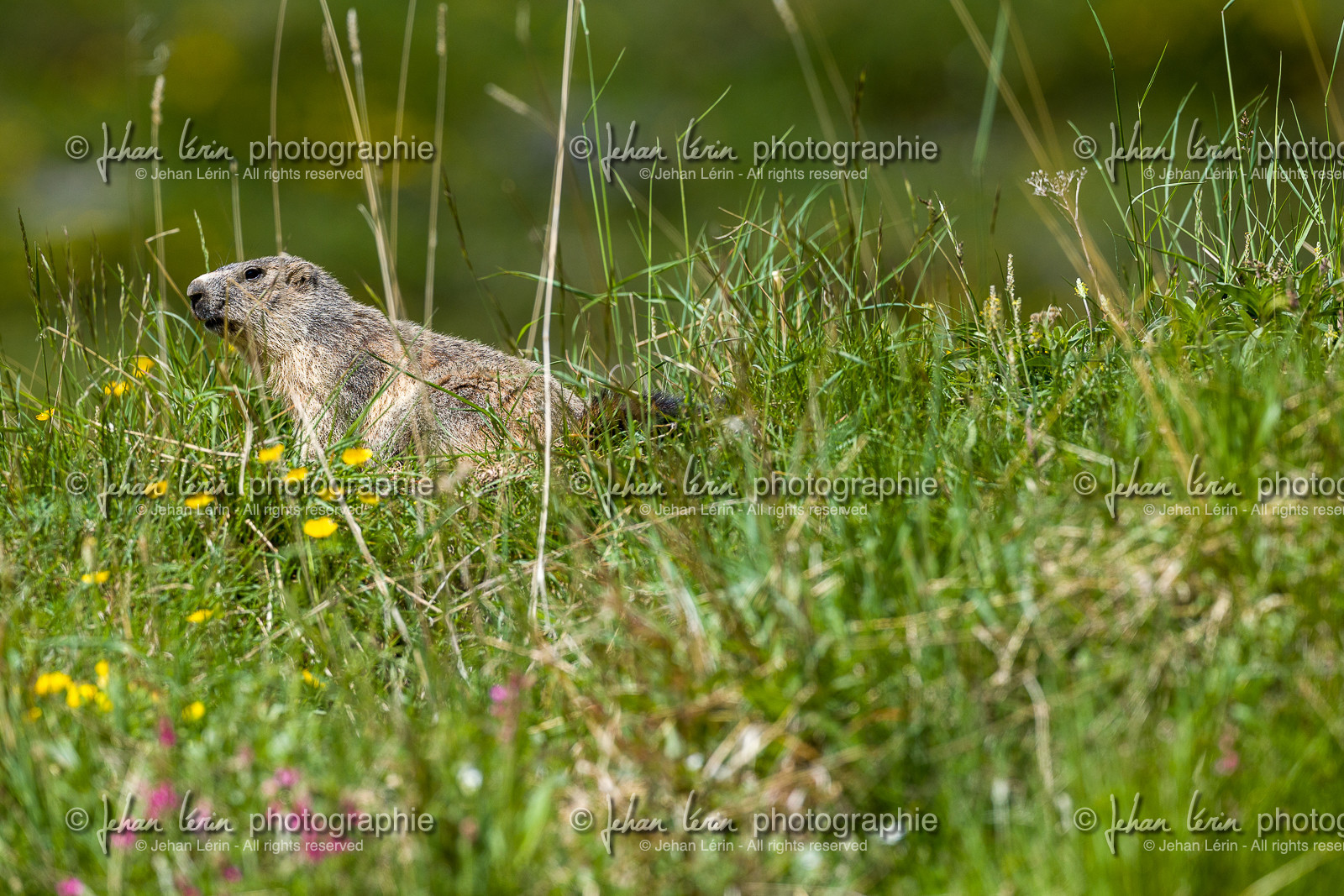 marmotte_vignols_roubion_tinee_alpes-maritimes_jehan-lerin_jl_1dx_30-05-2022-0008.jpg