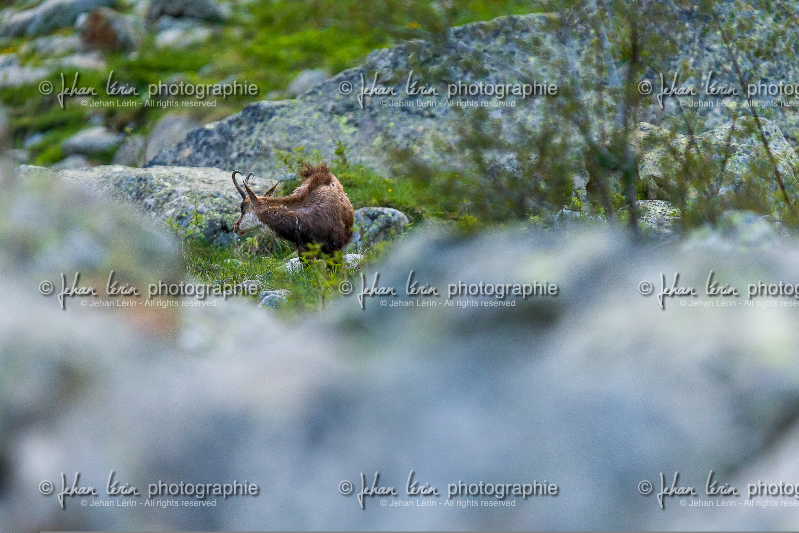 chamois_la-gordolasque_mercantour_jl_1dx_20-05-2020-0071.jpg
