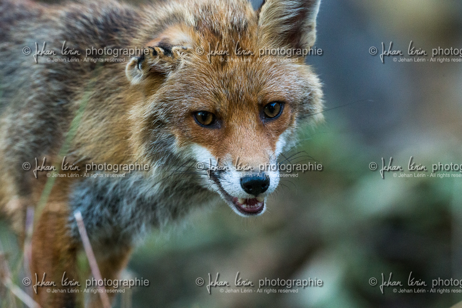 Renard Roux
