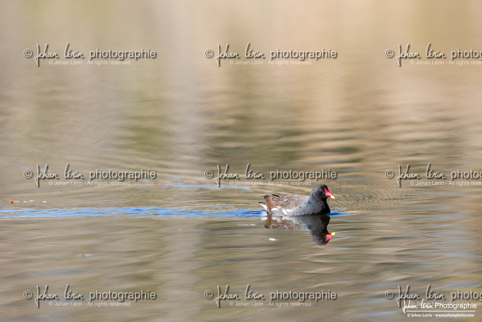 Gallinule Poule d Eau  -  Common Moorhen