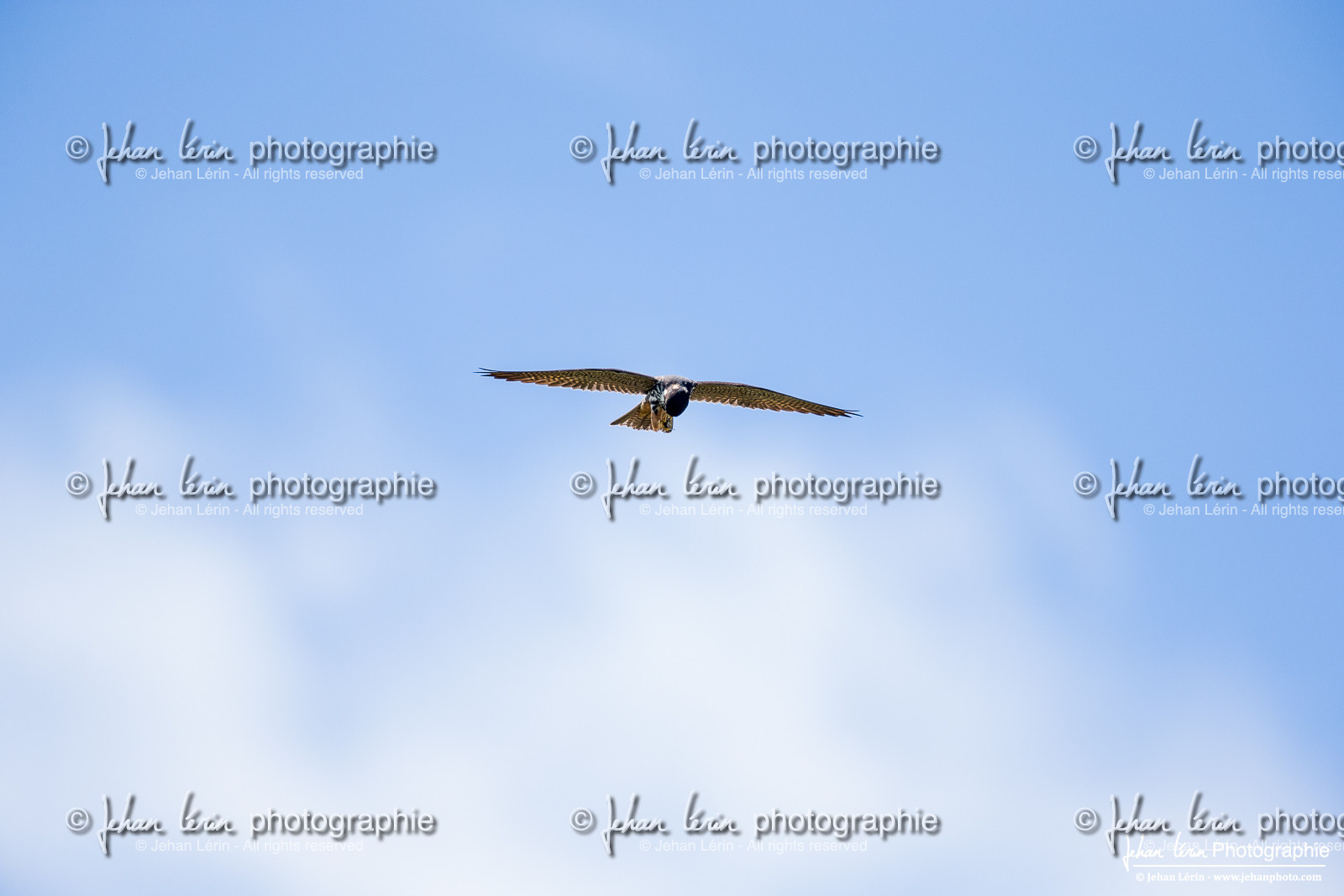 Faucon Hobereau, Eurasian Hobby