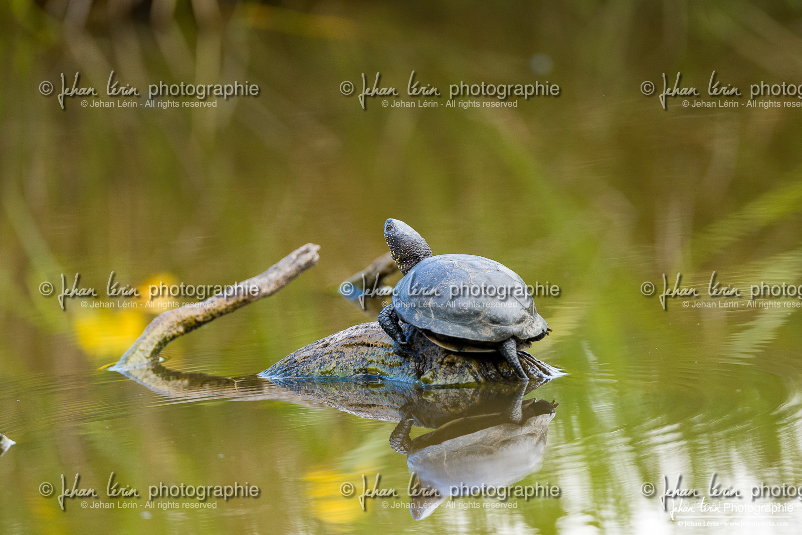 Tortue Cistude - European Pond Turtle
