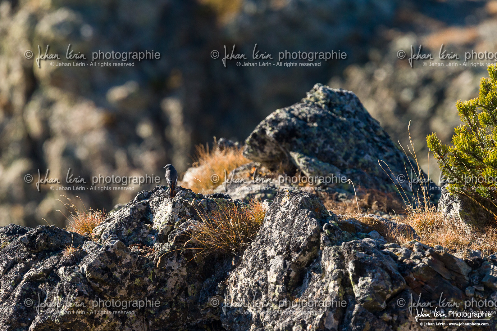 Rougequeue Noir - Black Redstart