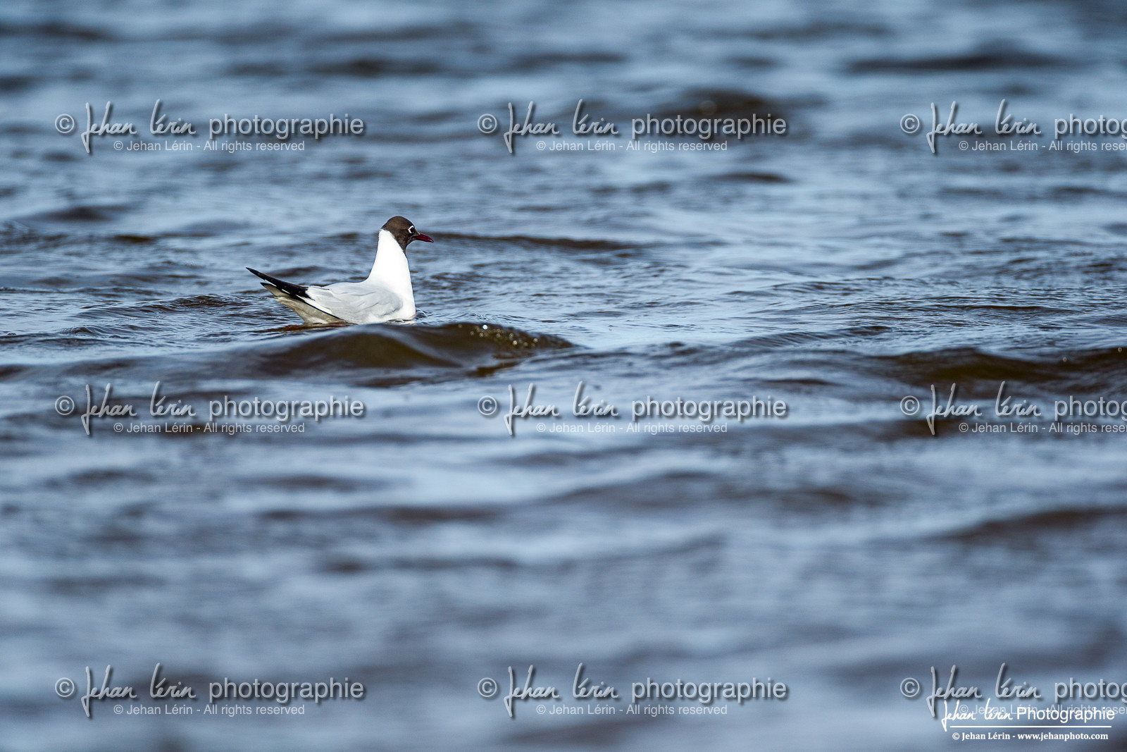 Mouette Rieuse - Black Headed Gull