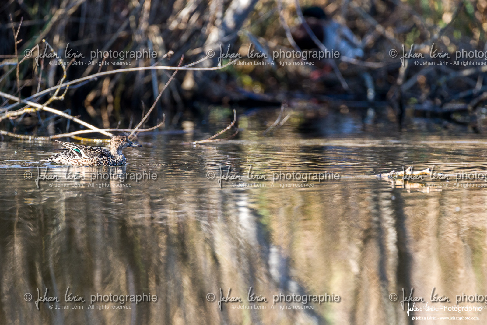 Sarcelle d'Hiver - Eurasian Teal