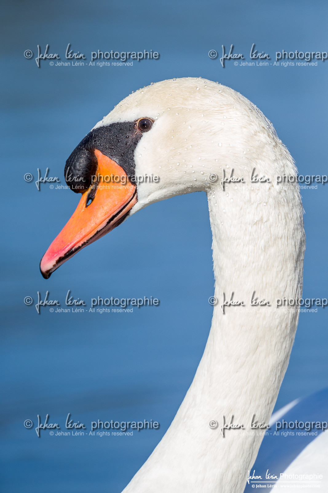 Cygne Tuberculé - Mute Swan