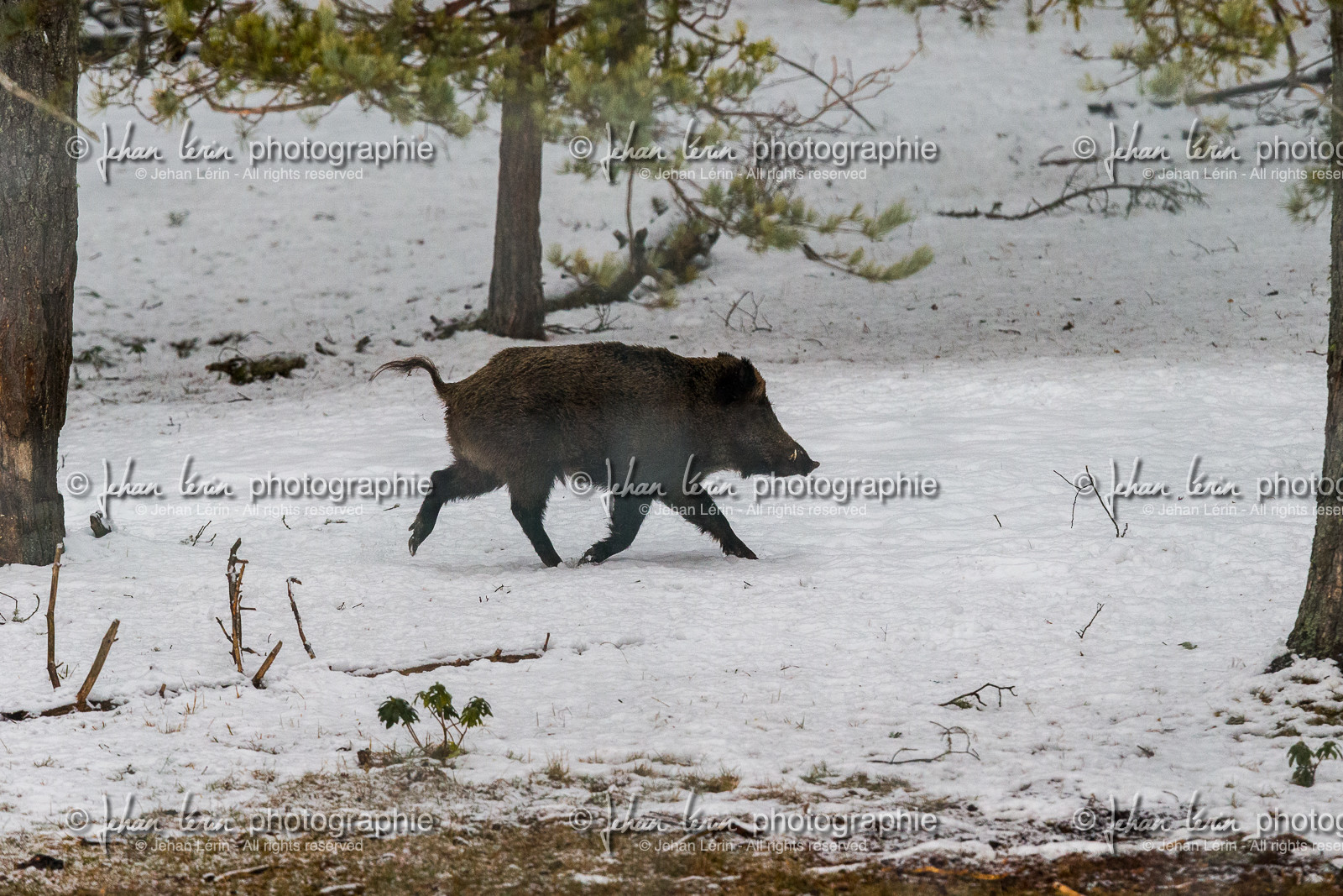 sanglier_thorenc_alpes-maritimes_jl_1dx_11-12-2020-0001.jpg