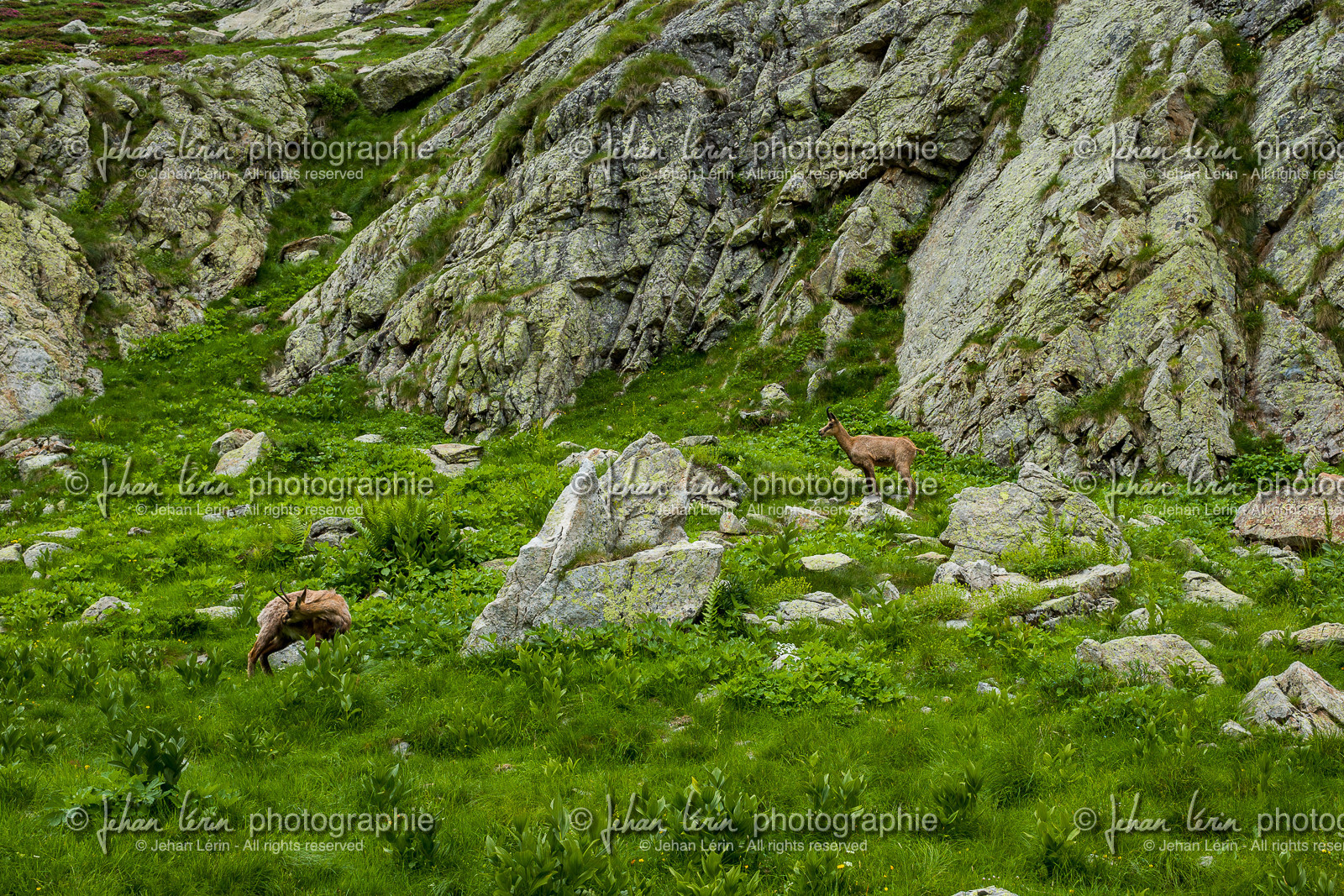 chamois_tour-du-grand-capelet_jl_1dx_15-07-2018-0050.jpg