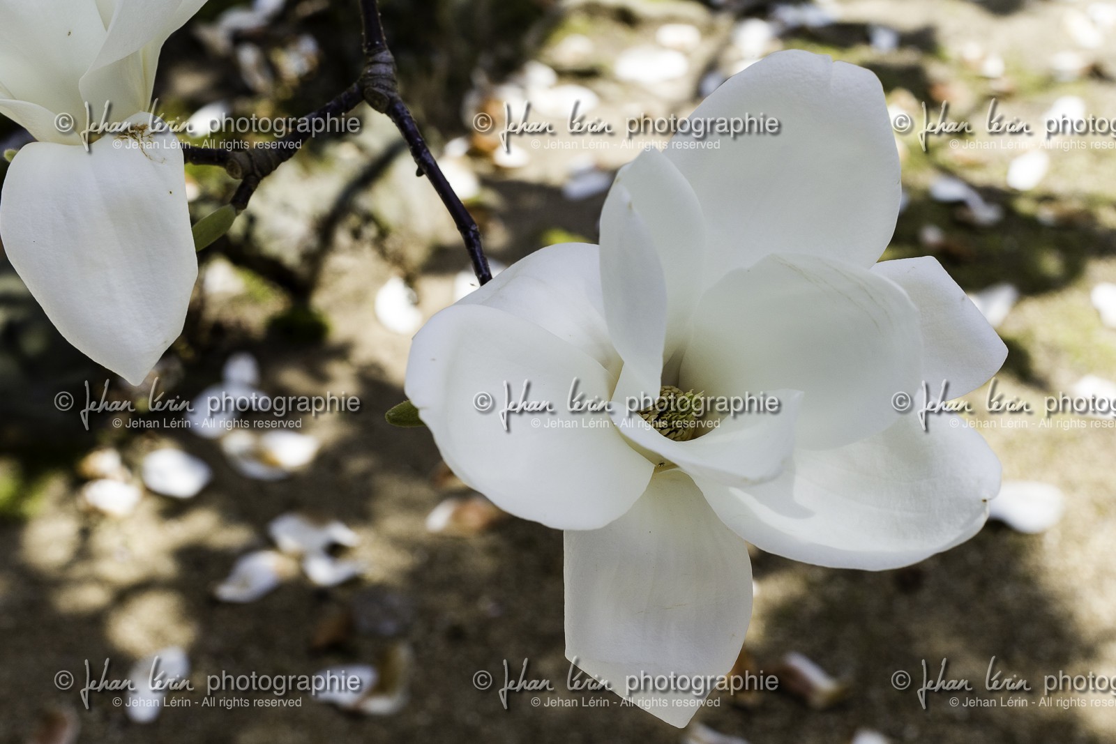 negoroji_temple-82_shikoku_japon_09-04_2014-4504.jpg