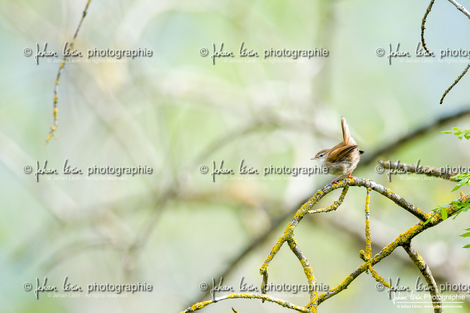 Bouscarle de Cetti - Cetti's warbler