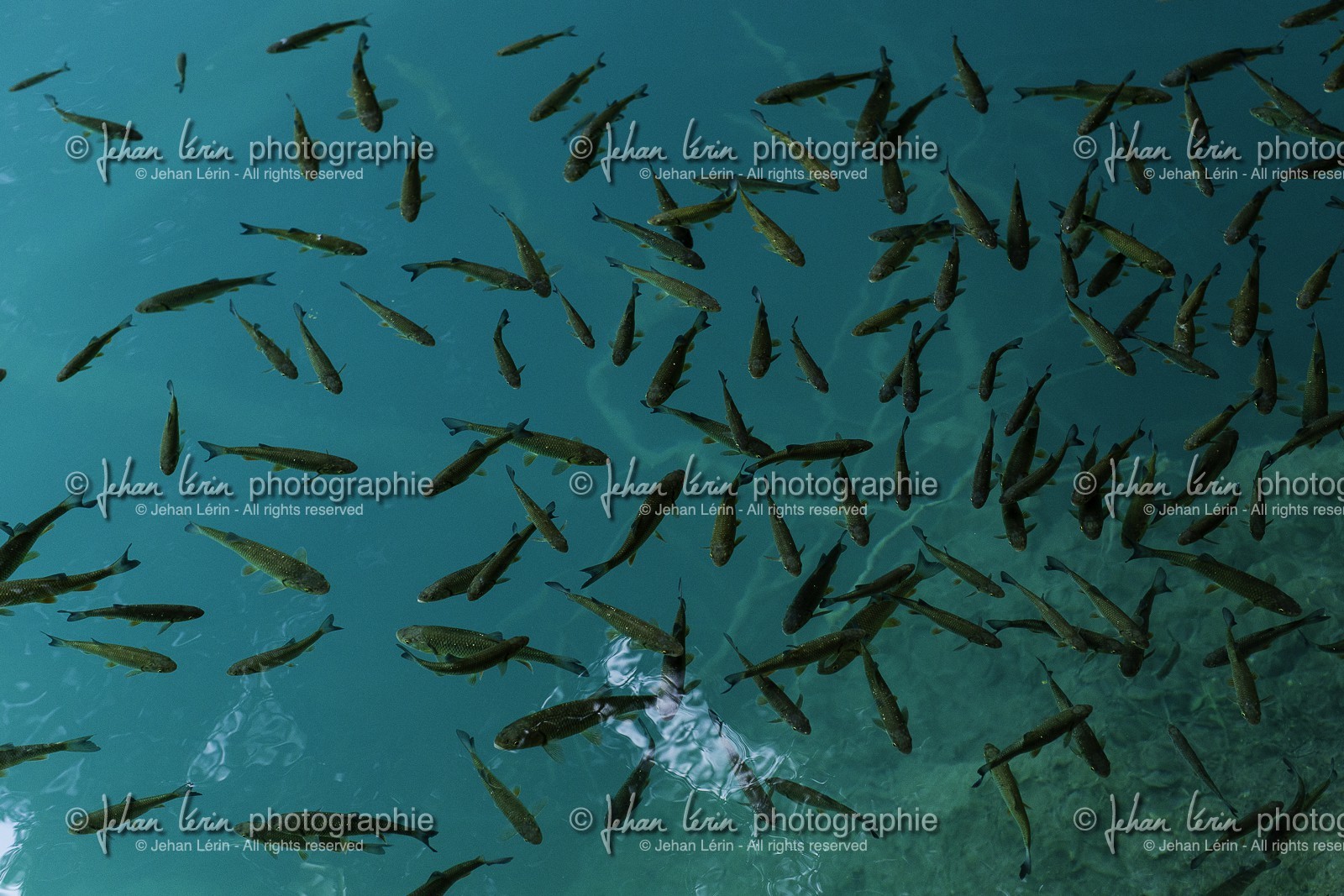 parc-de-plitvice_croatie_24-07-2014-1285.jpg