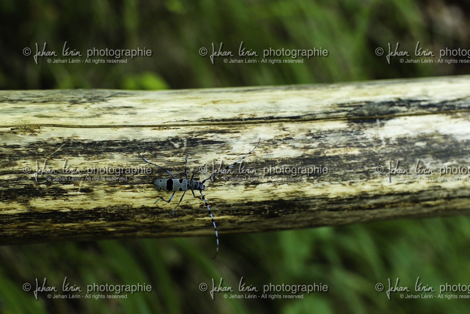 parc-de-plitvice_croatie_24-07-2014-1316.jpg