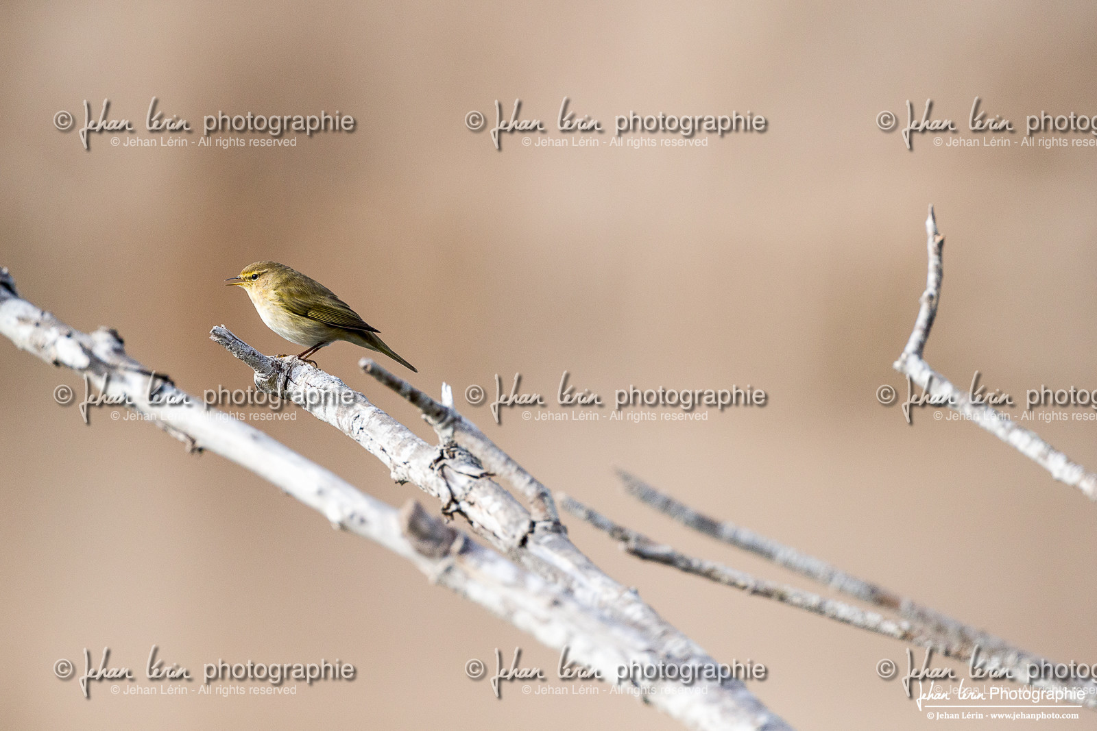 Pouillot Véloce - Common Chiffchaff