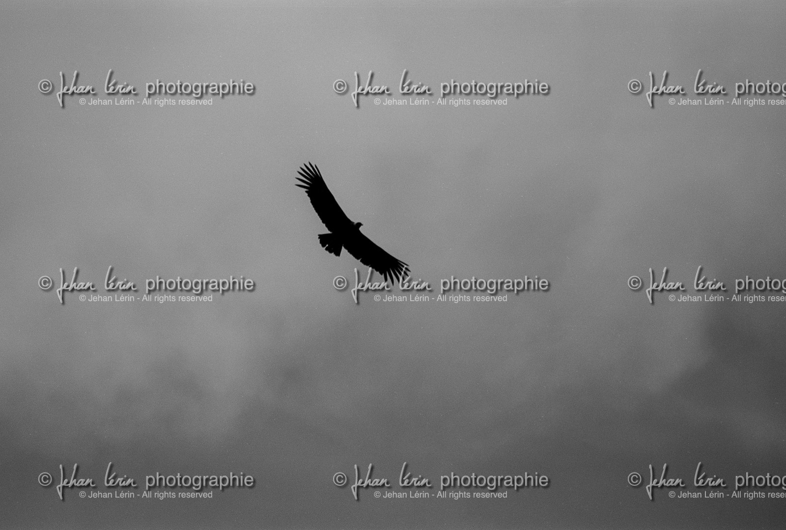 condor_canyon-de-colca_perou_octobre-2003-8.jpg