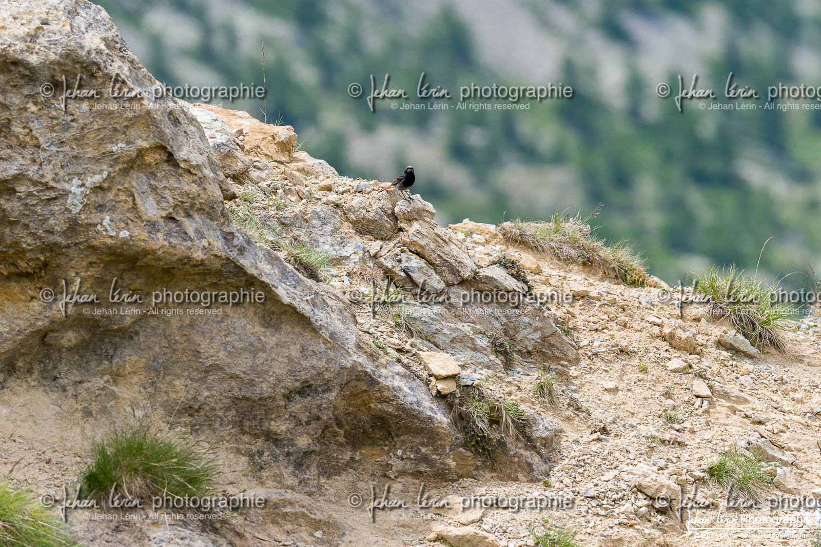 Rougequeue Noir - Black Redstart